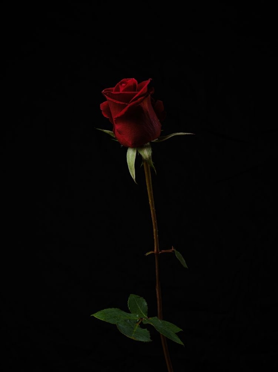 Picture of RED ROSE ISOLATED ON BLACK BACKGROUND