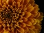 Picture of MACRO SHOT OF A BEAUTIFUL YELLOW FLOWER