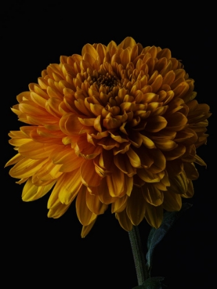 Picture of MACRO SHOT OF A BEAUTIFUL YELLOW FLOWER