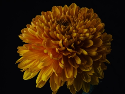 Picture of MACRO SHOT OF A BEAUTIFUL YELLOW FLOWER