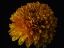 Picture of MACRO SHOT OF A BEAUTIFUL YELLOW FLOWER