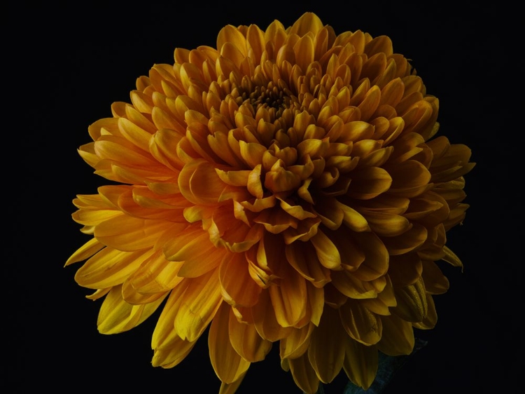 Picture of MACRO SHOT OF A BEAUTIFUL YELLOW FLOWER