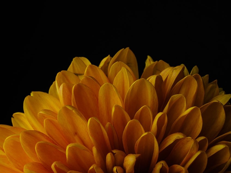 Picture of MACRO SHOT OF A BEAUTIFUL YELLOW FLOWER