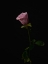 Picture of PINK ROSE
