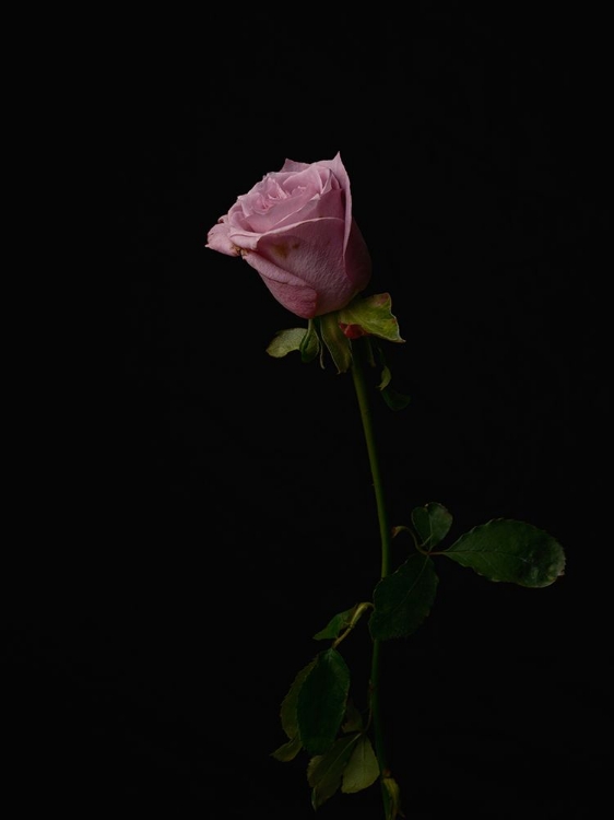 Picture of PINK ROSE