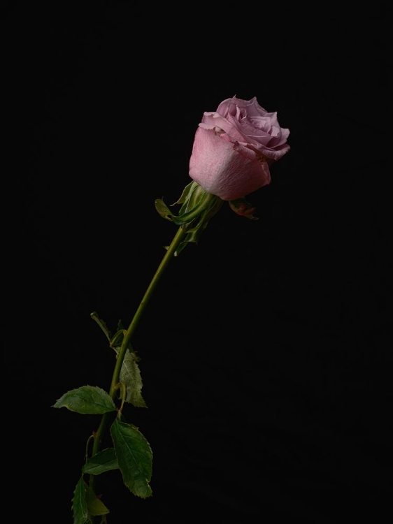 Picture of PINK ROSE