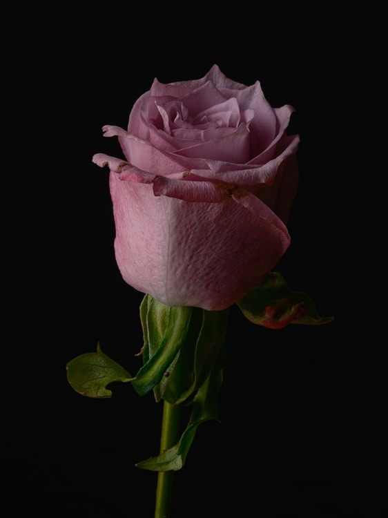 Picture of PINK ROSE