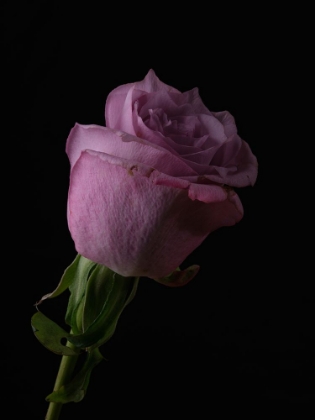 Picture of PINK ROSE