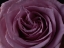 Picture of PINK ROSE