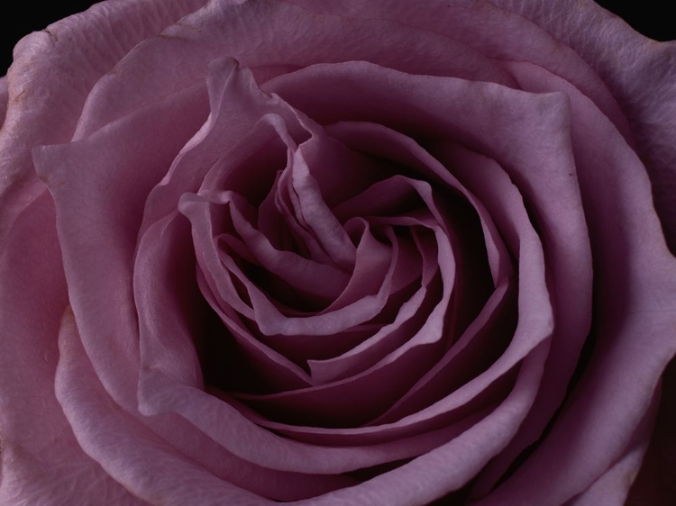 Picture of PINK ROSE