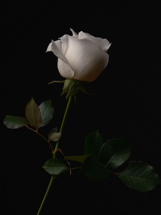 Picture of WHITE ROSE