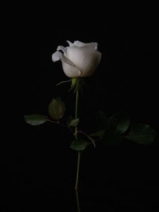 Picture of WHITE ROSE