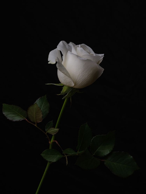 Picture of WHITE ROSE