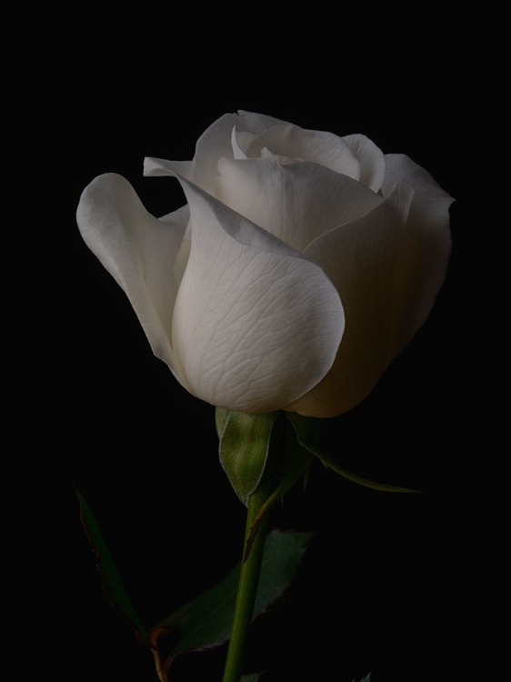 Picture of WHITE ROSE