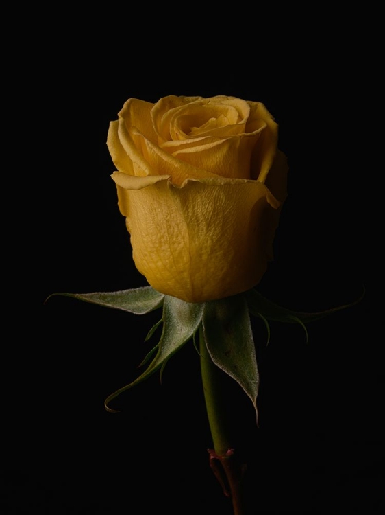 Picture of YELLOW ROSE