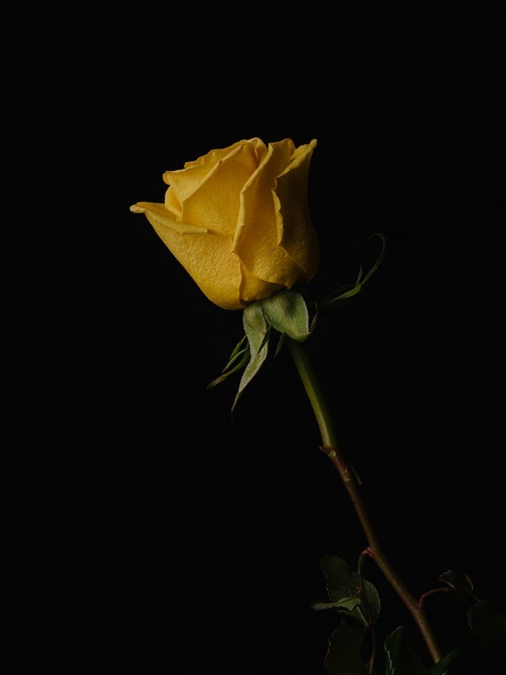 Picture of YELLOW ROSE