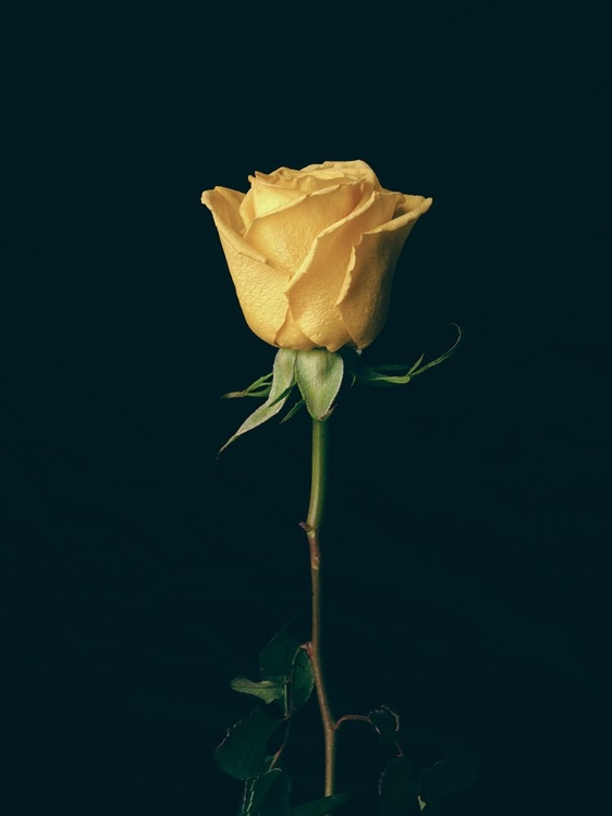 Picture of YELLOW ROSE
