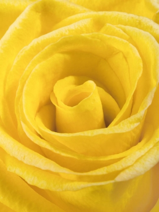 Picture of YELLOW ROSE