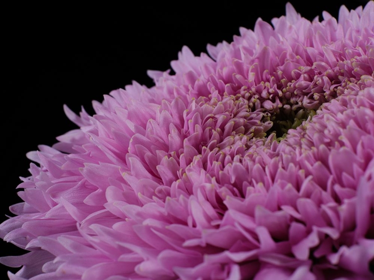 Picture of BEAUTIFUL PINK FLOWER