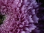 Picture of BEAUTIFUL PINK FLOWER