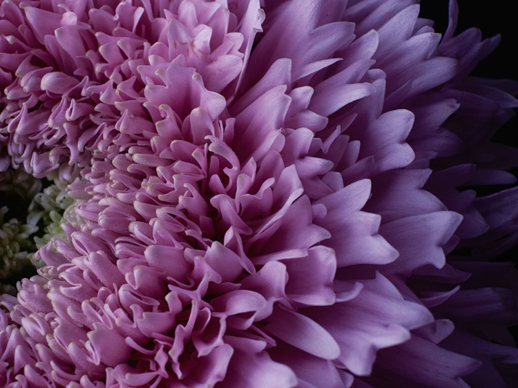 Picture of BEAUTIFUL PINK FLOWER