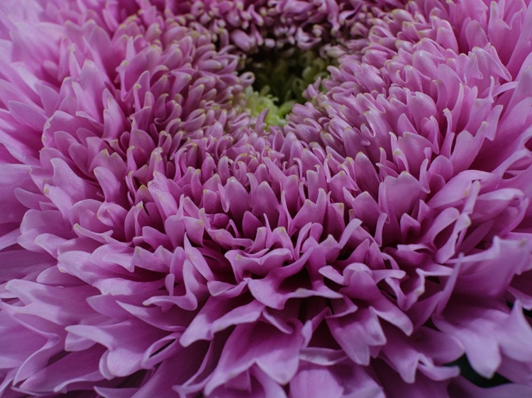 Picture of BEAUTIFUL PINK FLOWER