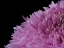 Picture of BEAUTIFUL PINK FLOWER