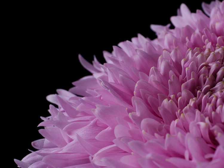 Picture of BEAUTIFUL PINK FLOWER