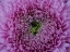 Picture of BEAUTIFUL PINK FLOWER