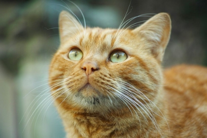 Picture of GINGER CAT