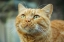 Picture of GINGER CAT