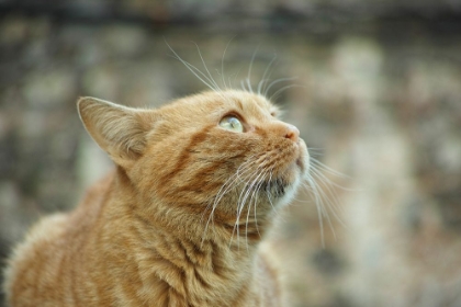 Picture of GINGER CAT