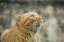Picture of GINGER CAT