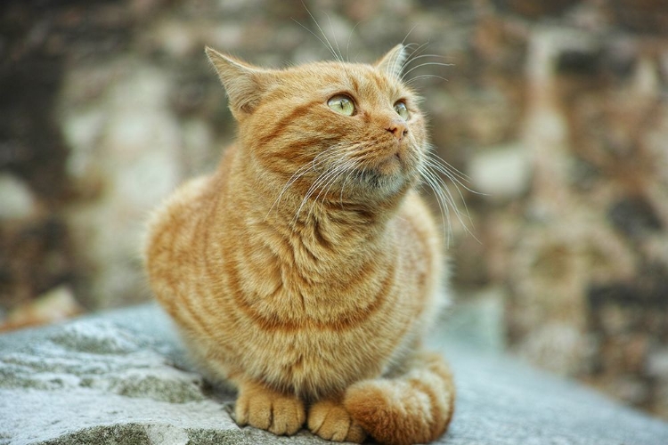 Picture of GINGER CAT