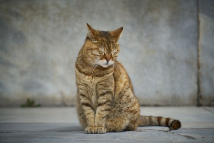 Picture of TABBY CAT