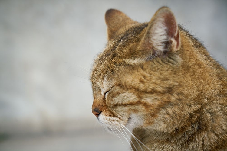 Picture of TABBY CAT