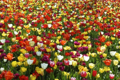 Picture of COLORFUL TULIPS