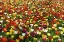 Picture of COLORFUL TULIPS