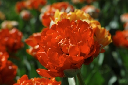 Picture of COLORFUL TULIPS