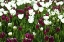Picture of COLORFUL TULIPS