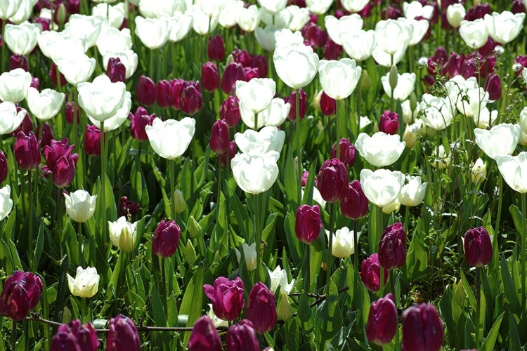 Picture of COLORFUL TULIPS