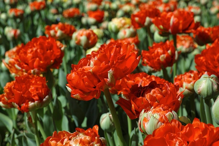 Picture of COLORFUL TULIPS