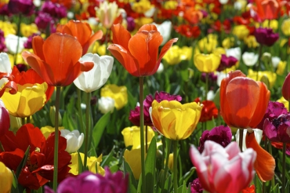 Picture of COLORFUL TULIPS