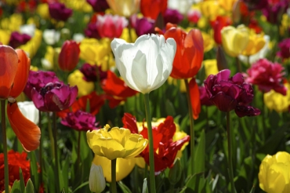 Picture of COLORFUL TULIPS