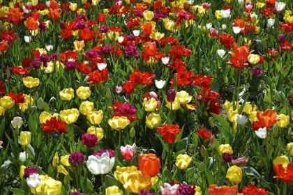 Picture of COLORFUL TULIPS