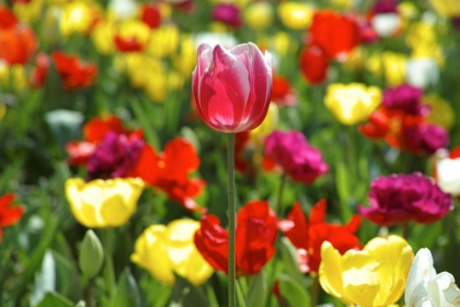 Picture of COLORFUL TULIPS