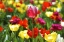 Picture of COLORFUL TULIPS