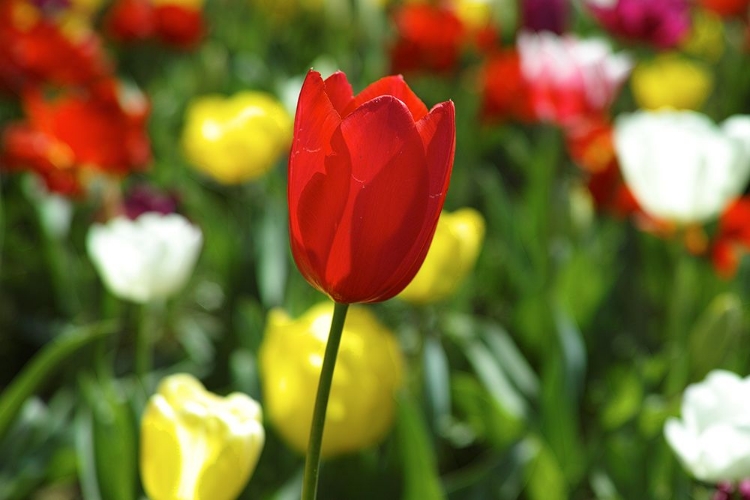 Picture of COLORFUL TULIPS