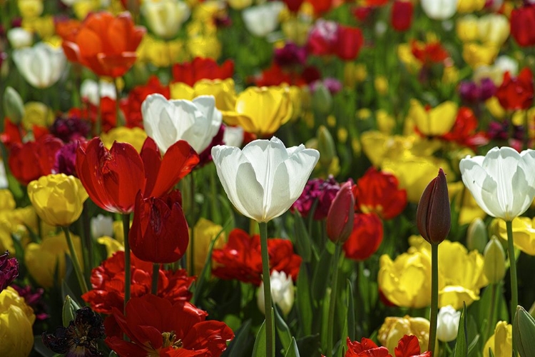 Picture of COLORFUL TULIPS