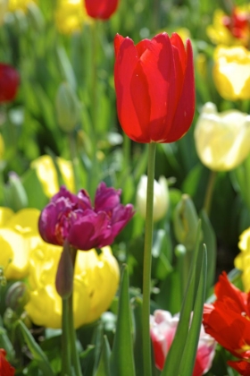 Picture of COLORFUL TULIPS